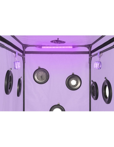 SECRET DOME KINK CLUB CABINA SCANDALE MORADO